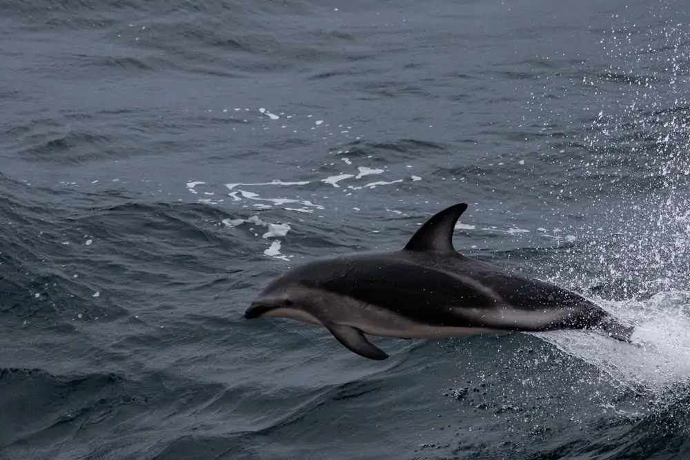Peale do golfinho saltando fora da água