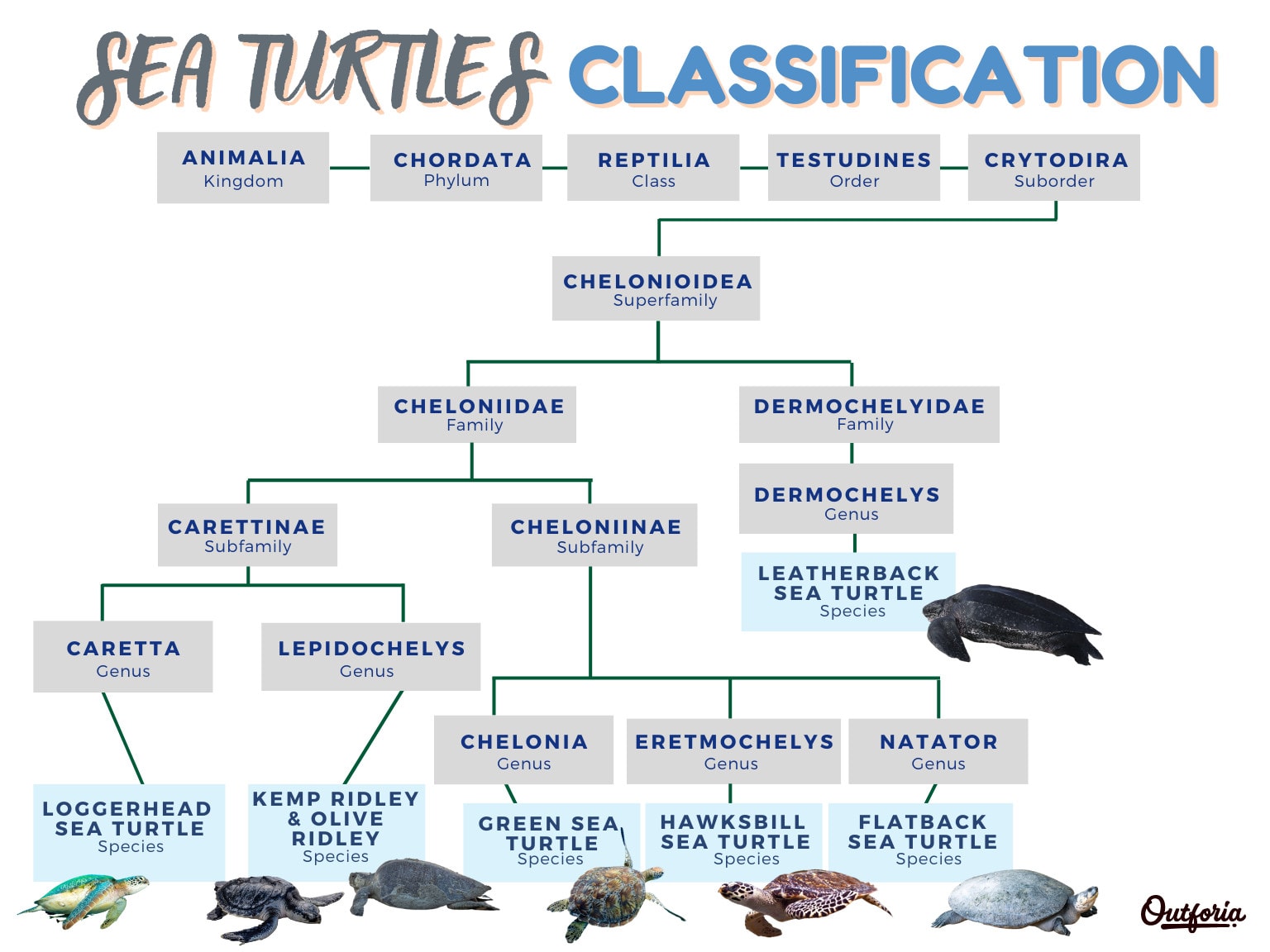Sea turtles classification chart