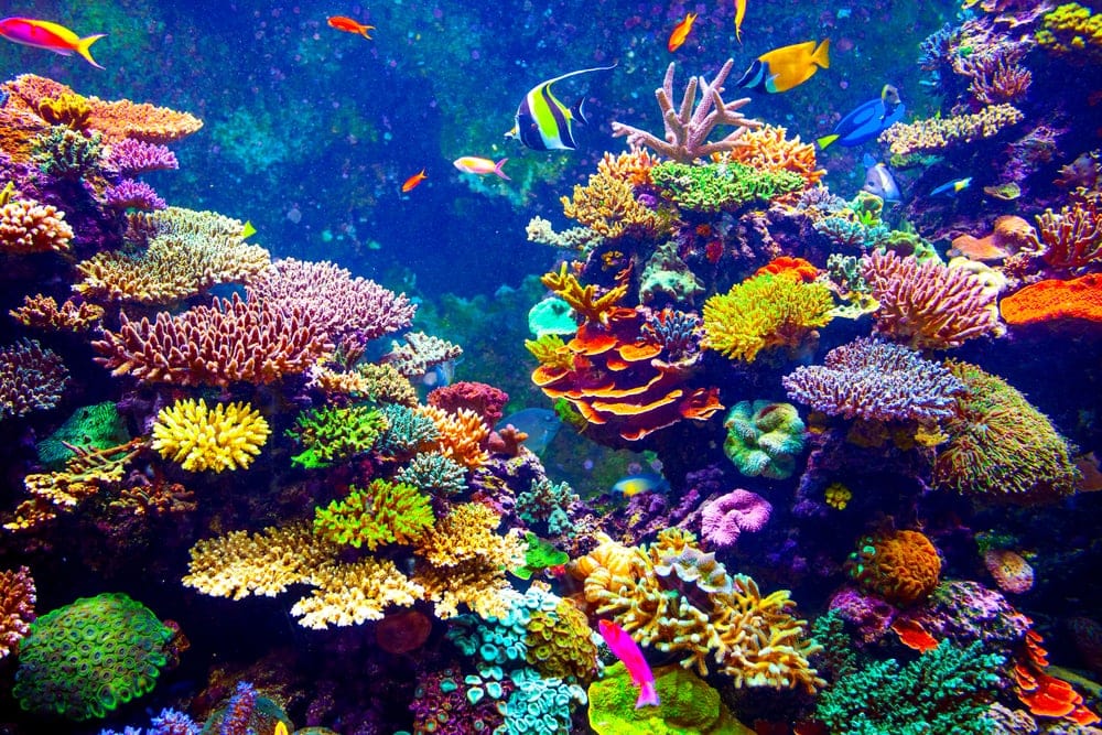 المرجان الاستوائي