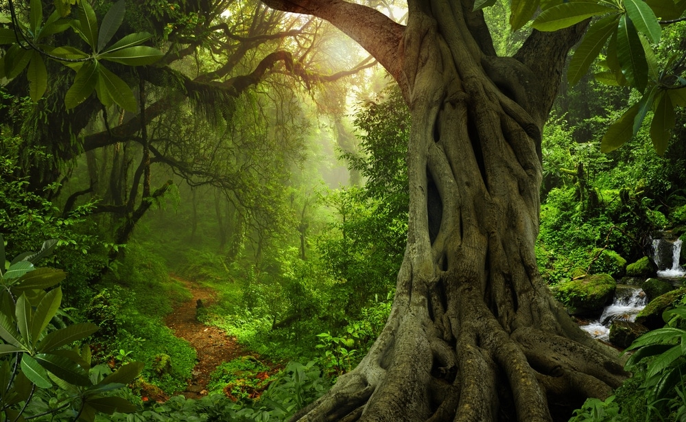 Τροπικά και υποτροπικά υγρά δάση