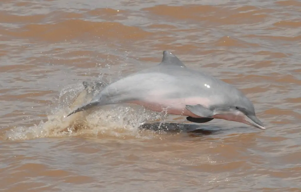 tucuxi dolphin jumping out of water