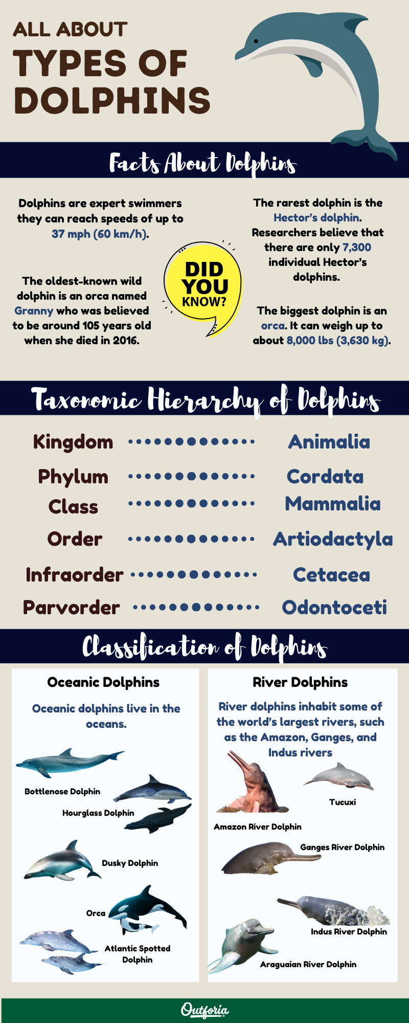 Types of dolphins infographic