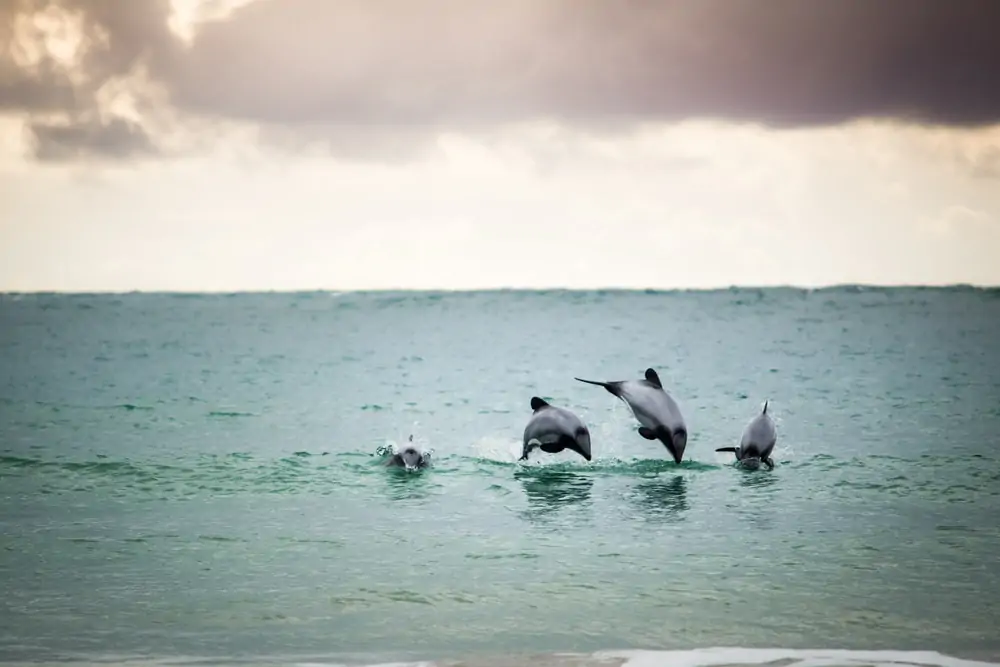  eine Gruppe von Hectors Delphin springt aus dem Wasser