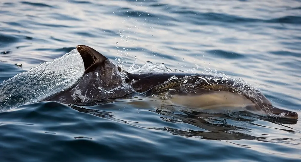 hosszú csőrű közönséges delfin emelkedik ki a vízből