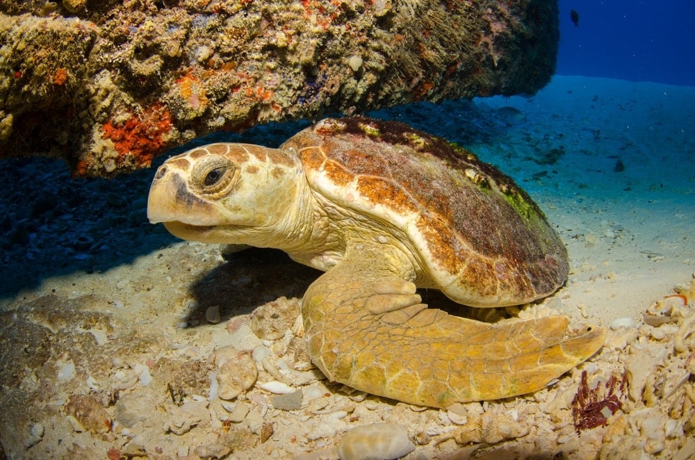 adult loggerhead sea turtle crawling in the ocean floor