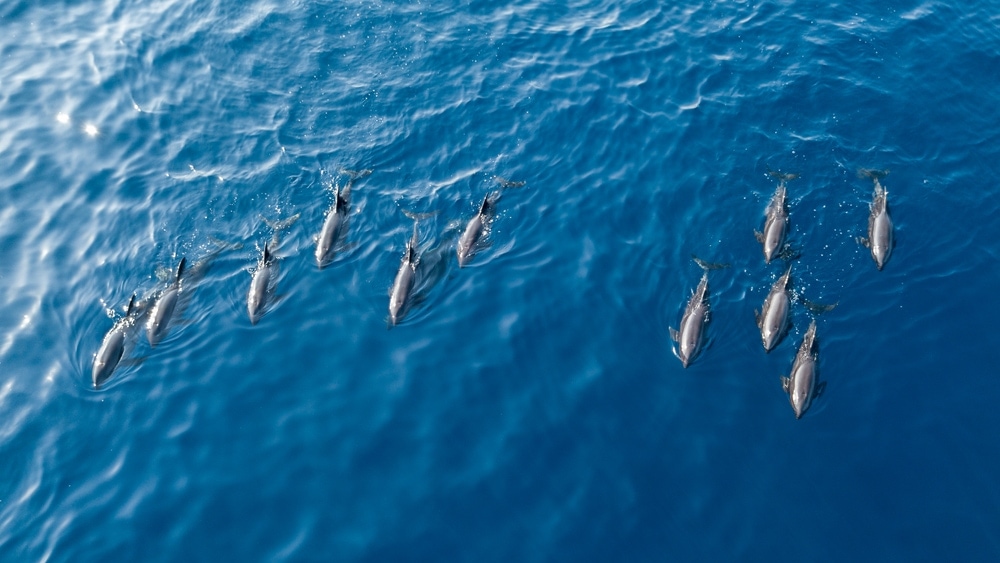 aerial photo of a group of melon headed whales swimming