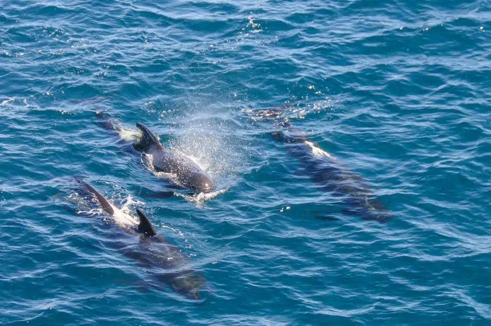 flyfoto av langfinnede grindhvaler som svømmer