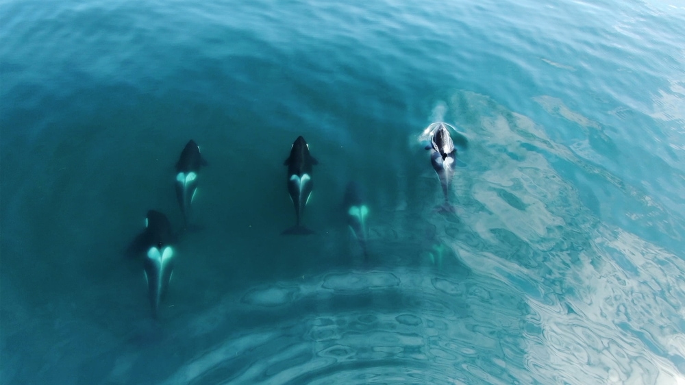 aerial photo of group of orcas swimming in the ocean