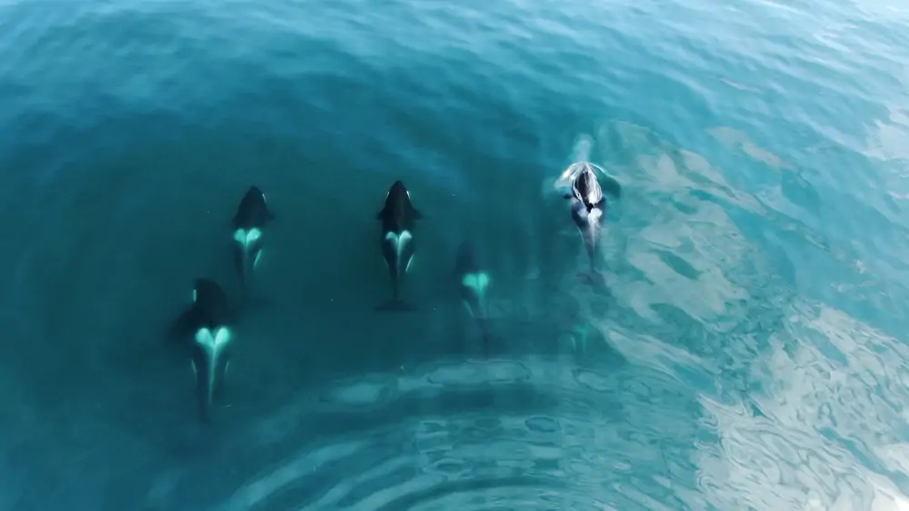 luchtfoto van groep orka' s zwemmen in de oceaan