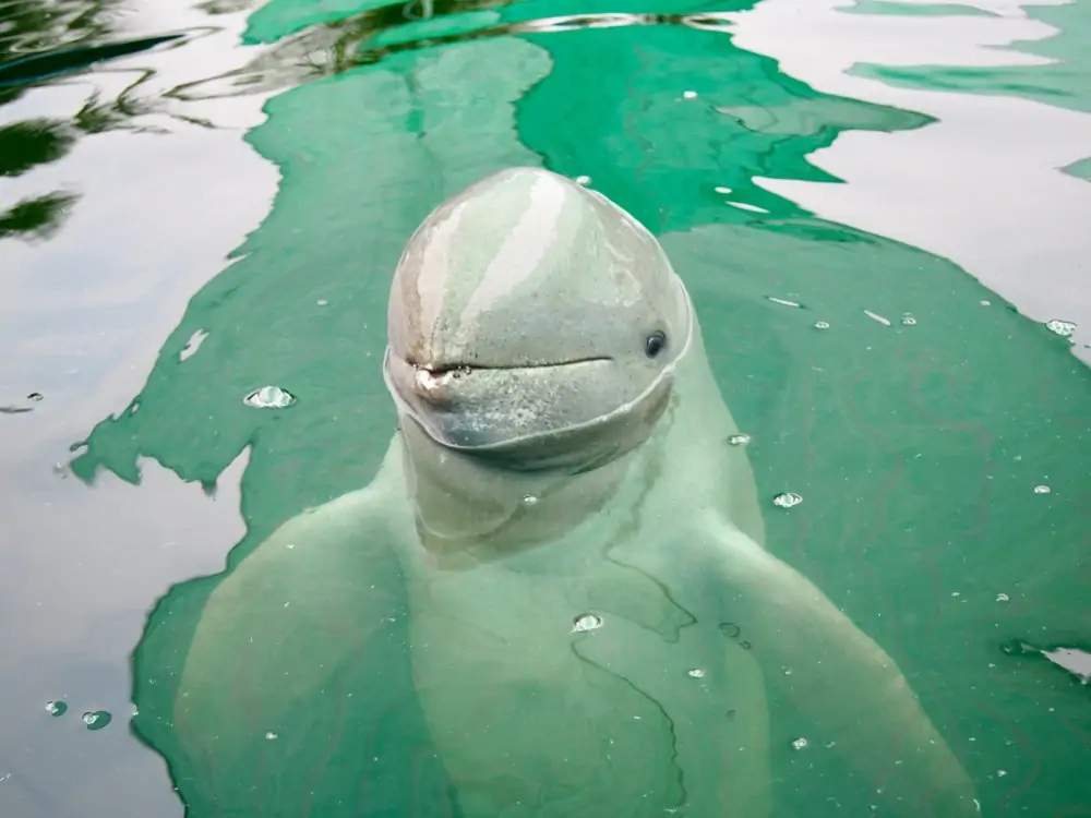  ein Irrawaddy Delphin steckt seinen Kopf aus dem Wasser
