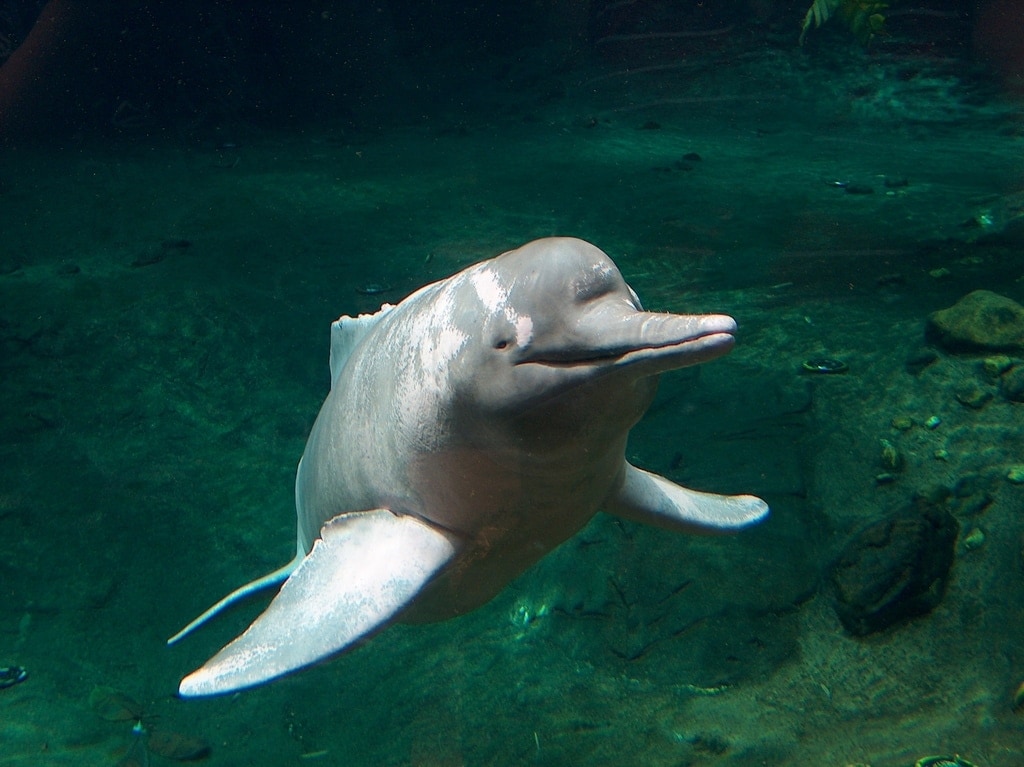 araguaian river dolphin looking at the camera