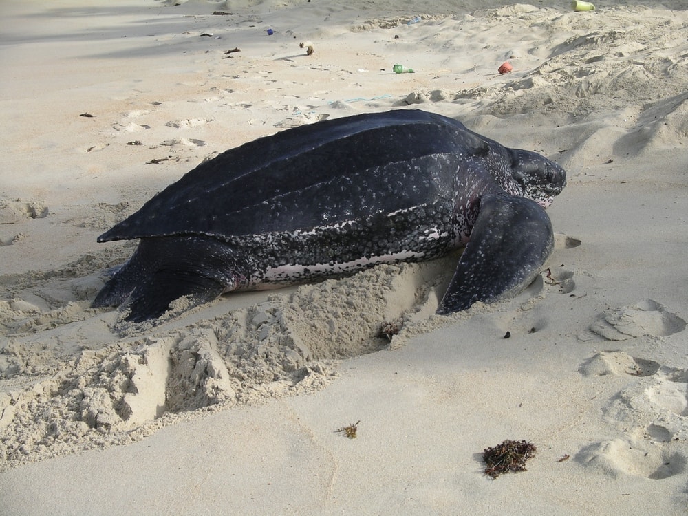 Big leatherback sea turtle resting on white sand