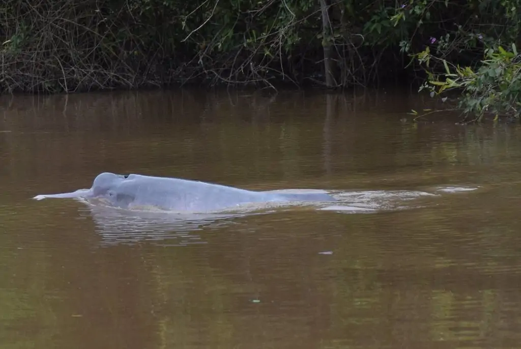 bolivianischer Flussdelfin, der seinen Kopf aus dem Wasser streckt