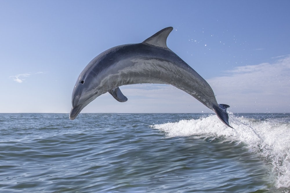 common bottlenose dolphin jumping out of the water