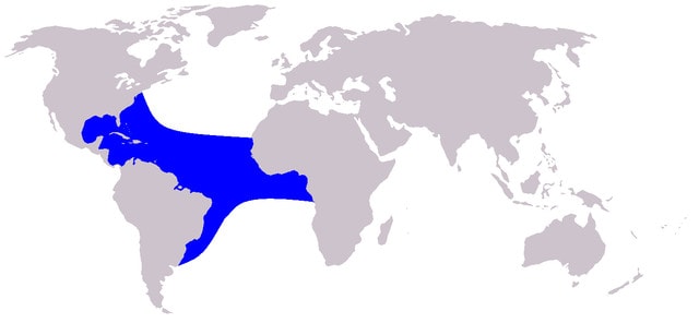 distribution map of Clymene dolphin