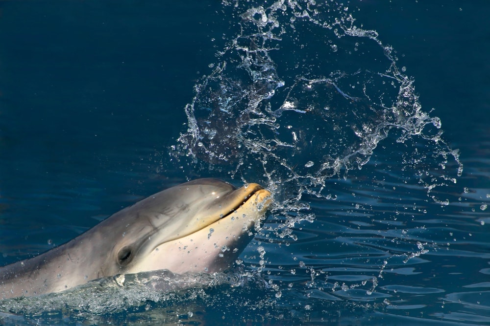 Common bottlenose dolphin splashing water