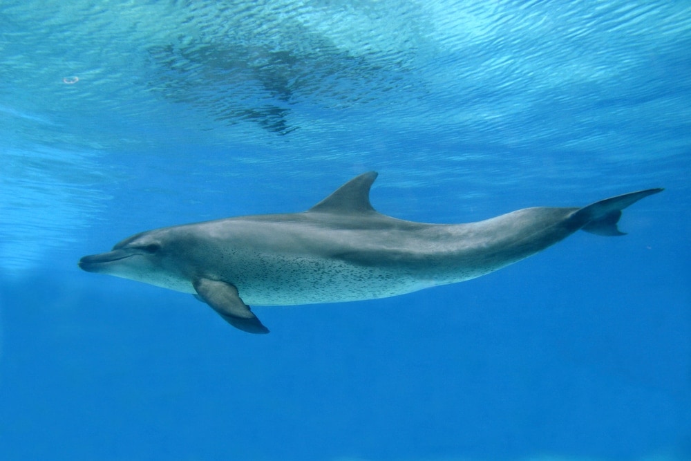 common bottlenose dolphin swimming underwater