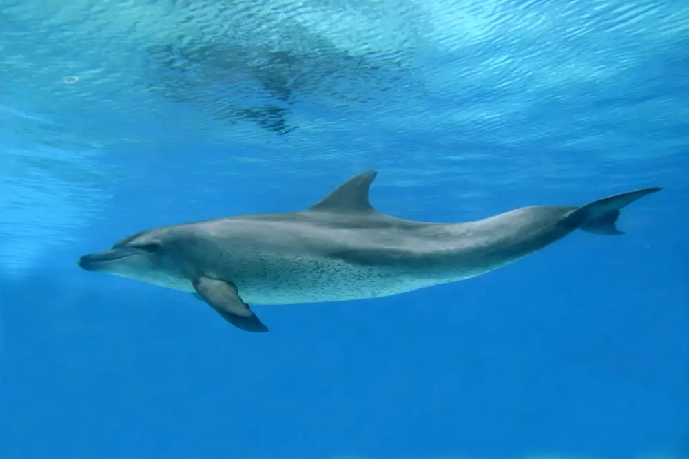 Delfin butlonos pływający pod wodą