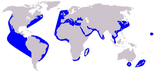Geographic range map of short and long beaked common dolphins