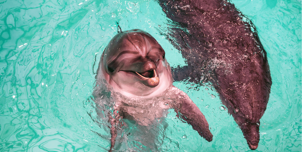  dolphin essayant de communiquer 