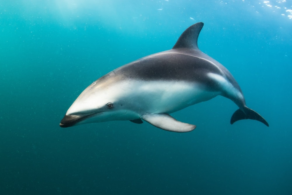 dusky dolphin swimming underwater to hunt food