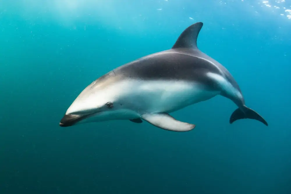  dusky delfin svømming under vann for å jakte mat
