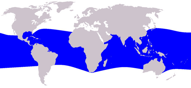 Distribution map of electra dolphin