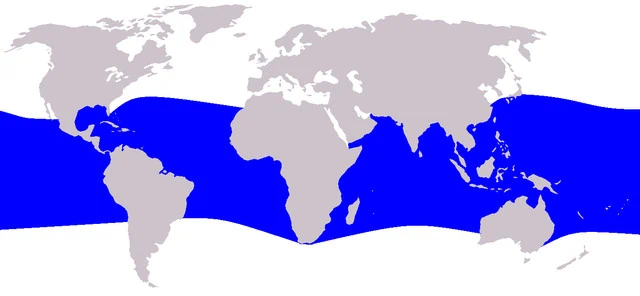 Mapa de distribución de electra dolphin