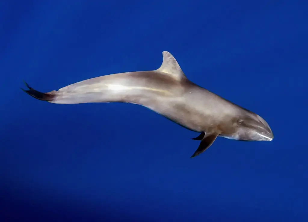  Electra Dolphin Bild