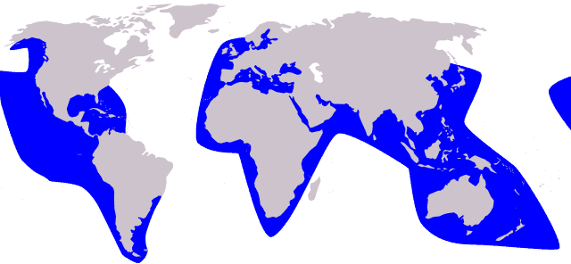 distribution map of false killer whale