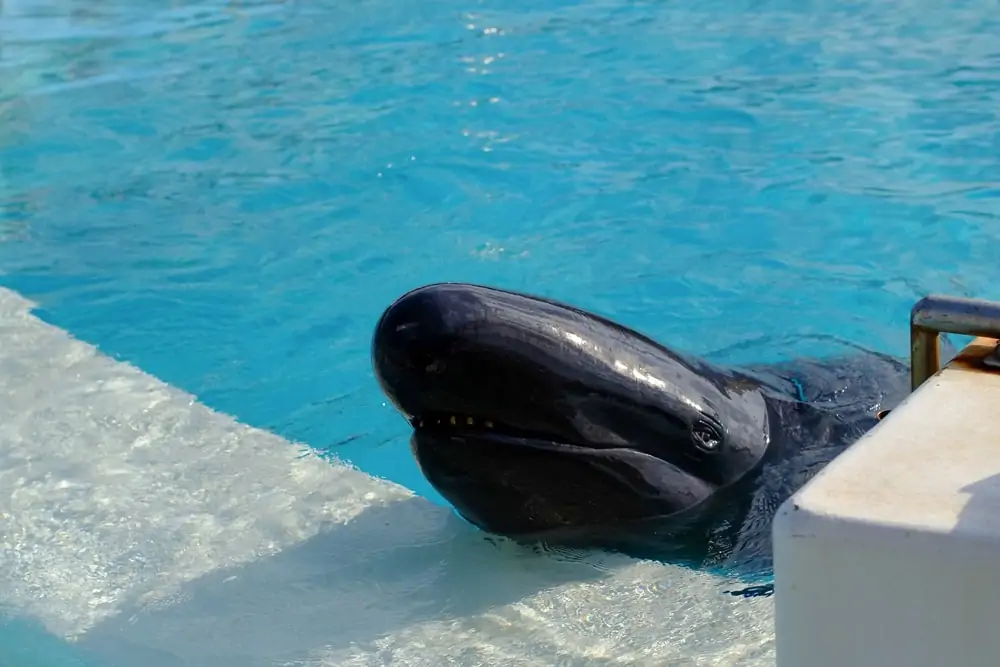 balena ucigașă falsă își scoate capul afară