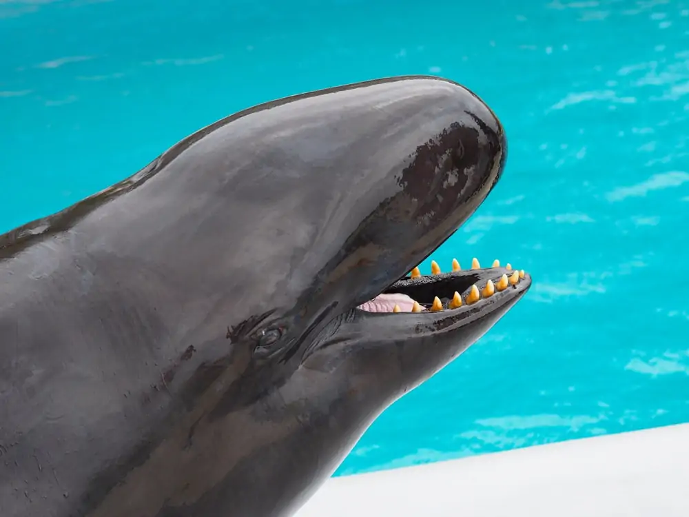 close-up foto van valse orka