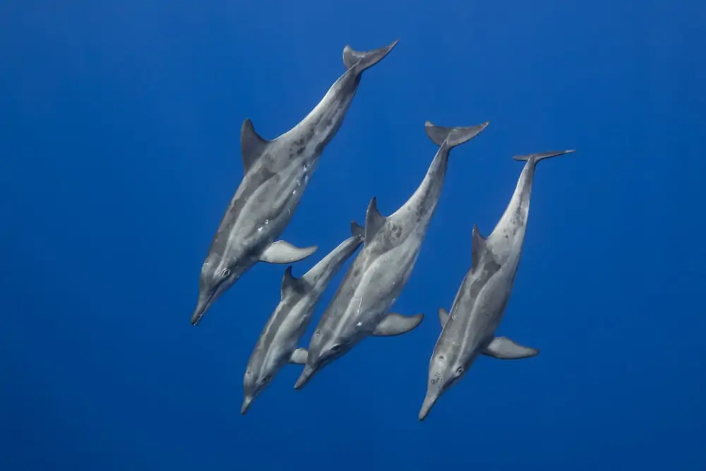 neljä karheahampaista delfiiniä sukeltamassa