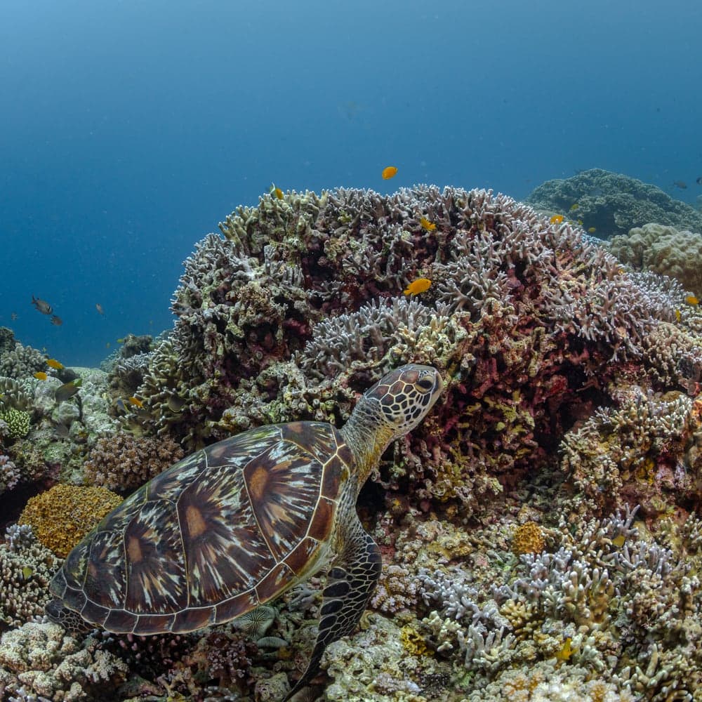 Green Sea Turtle hiding in corals