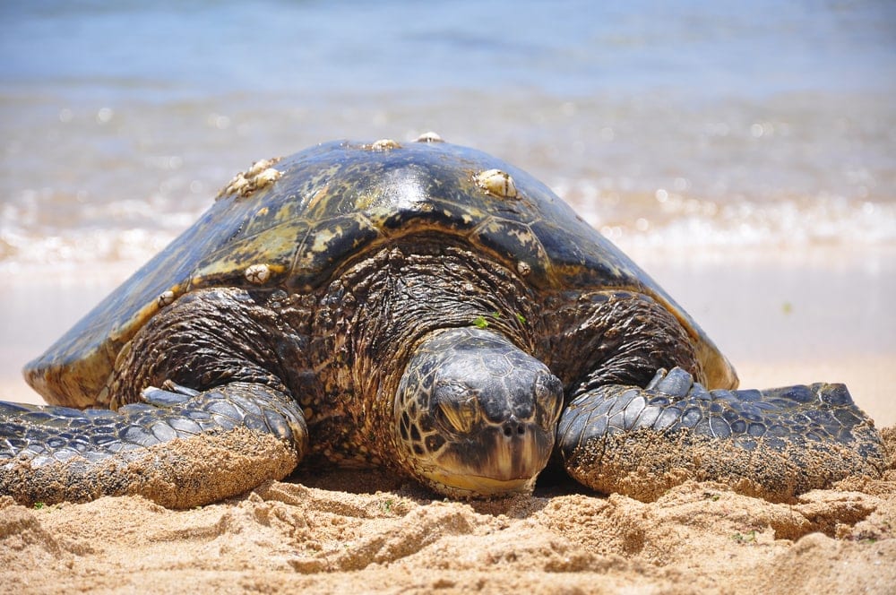 Green sea turtle resting on beach