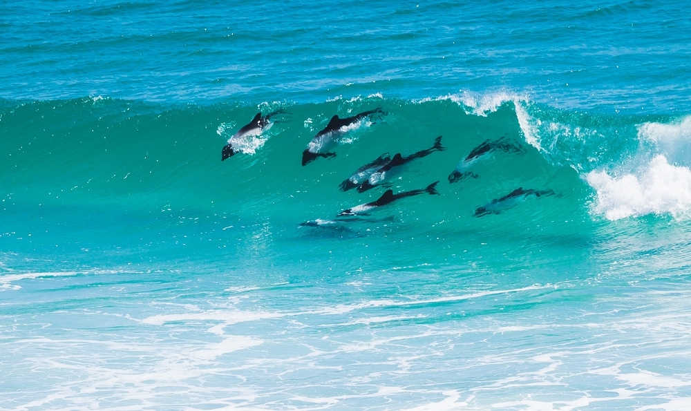 group of Peale's dolphin riding a wave