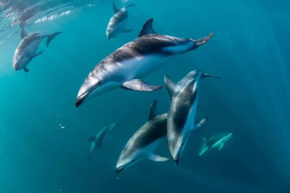 ryhmä hämäriä delfiinejä metsästämässä ruokaa