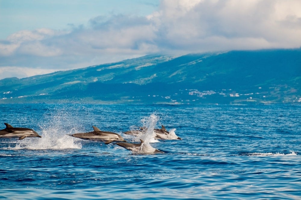 group of striped dolphins jumping out of the water