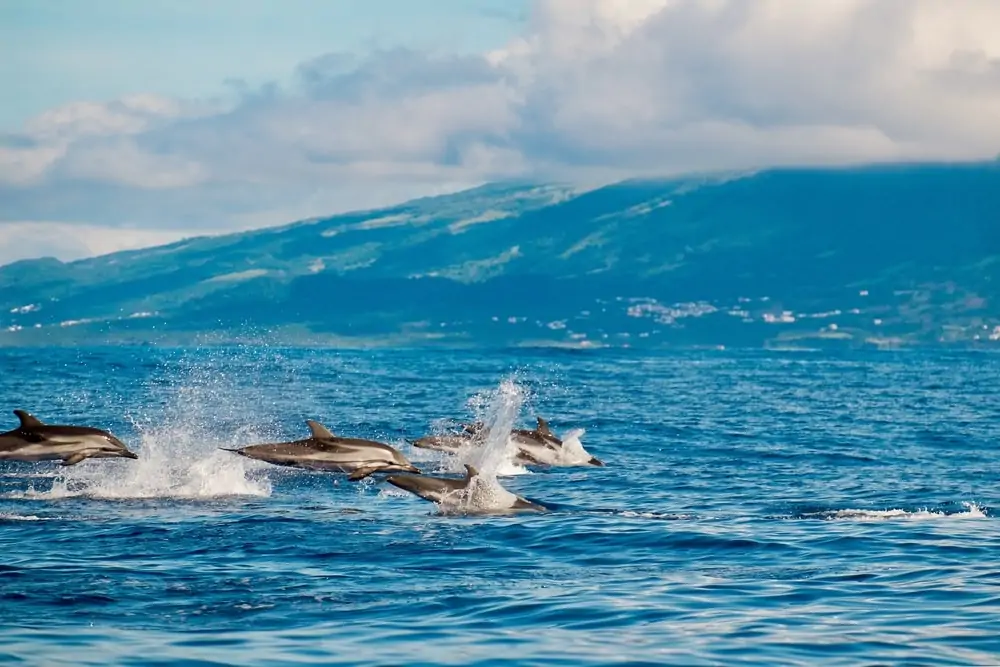 gruppe stripete delfiner hoppe ut av vannet