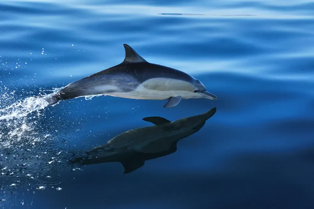 delfín de reloj de arena y su reflejo en el agua
