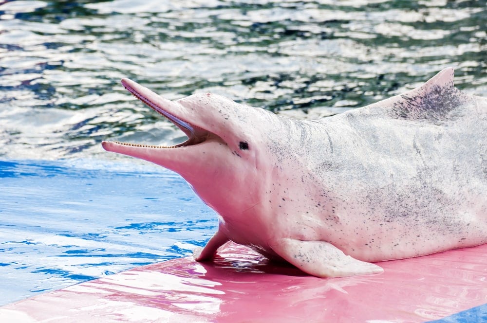 indo pacific humpback dolphin smiling