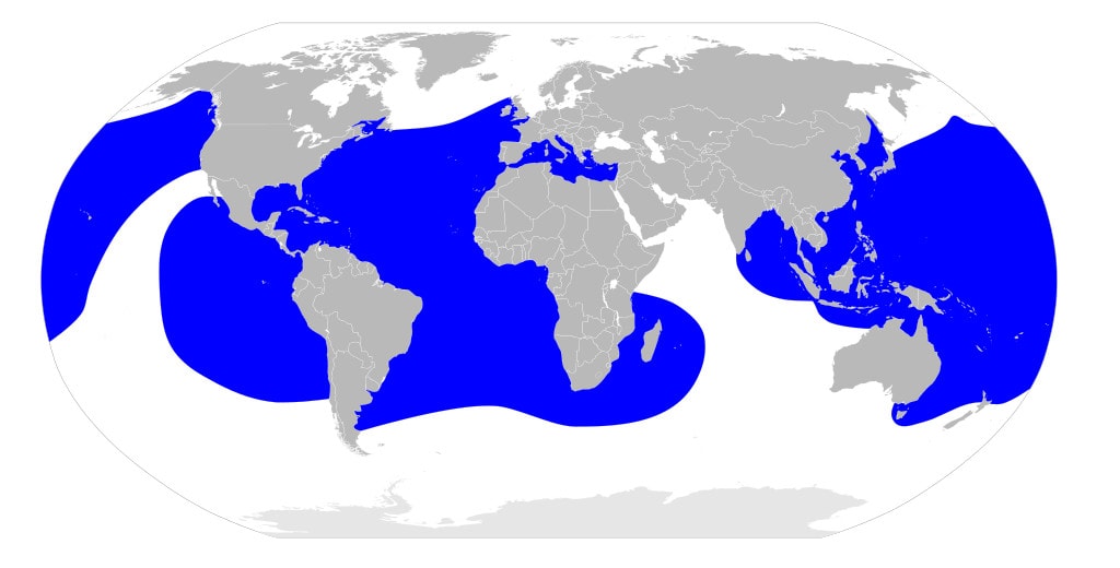 leatherback sea turtle distribution map