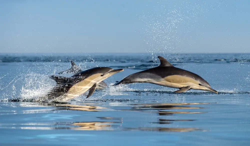 két hosszú csőrű közönséges delfin 
