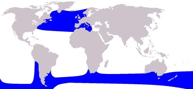 mapa de distribuição de barbatanas longas baleias-piloto