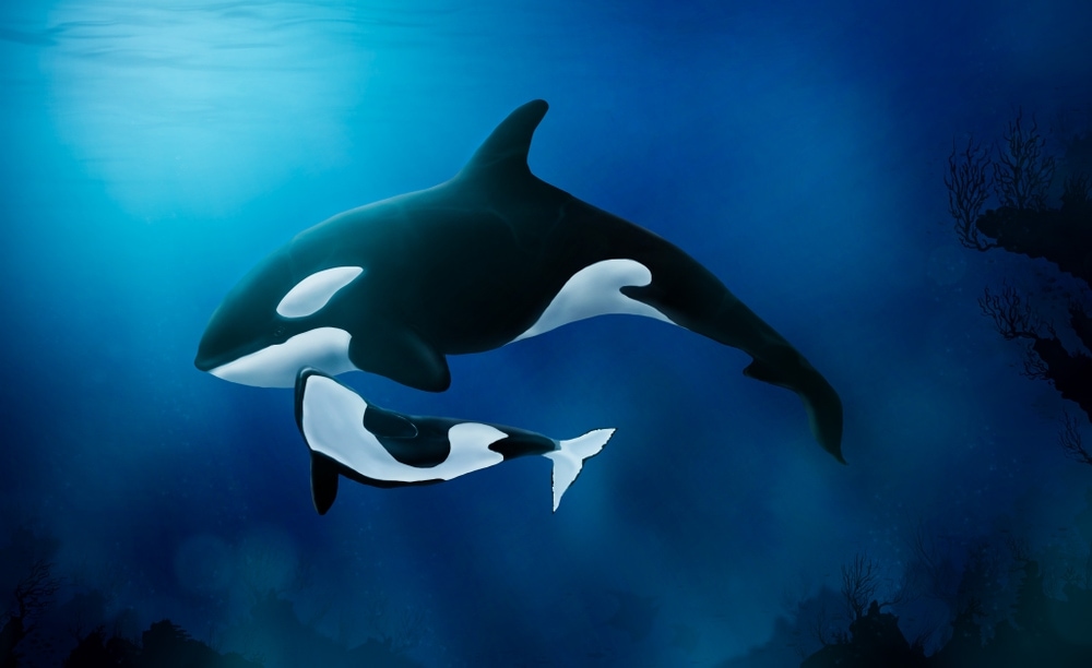 mother and baby orca swimming underwater