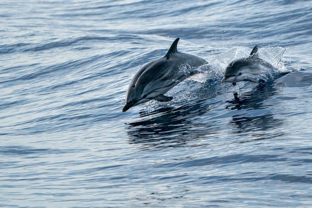 mother and calf striped dolphin swimming