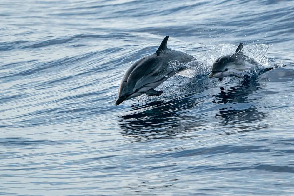  natation de dauphin rayé de mère et de veau