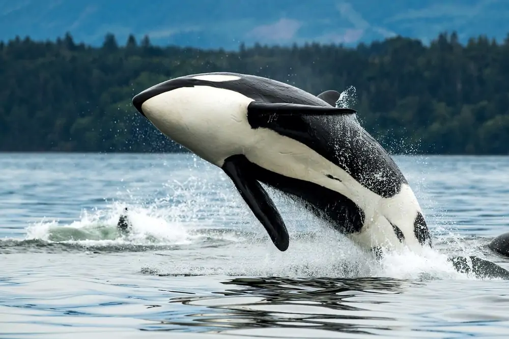  Orca springt aus dem Wasser