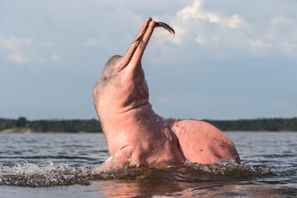 photo of Amazon river dolphin catching a fish