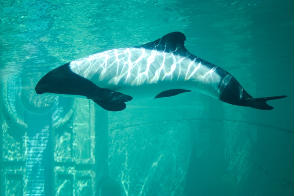 photo of Commerson's dolphin swimming in an aquarium